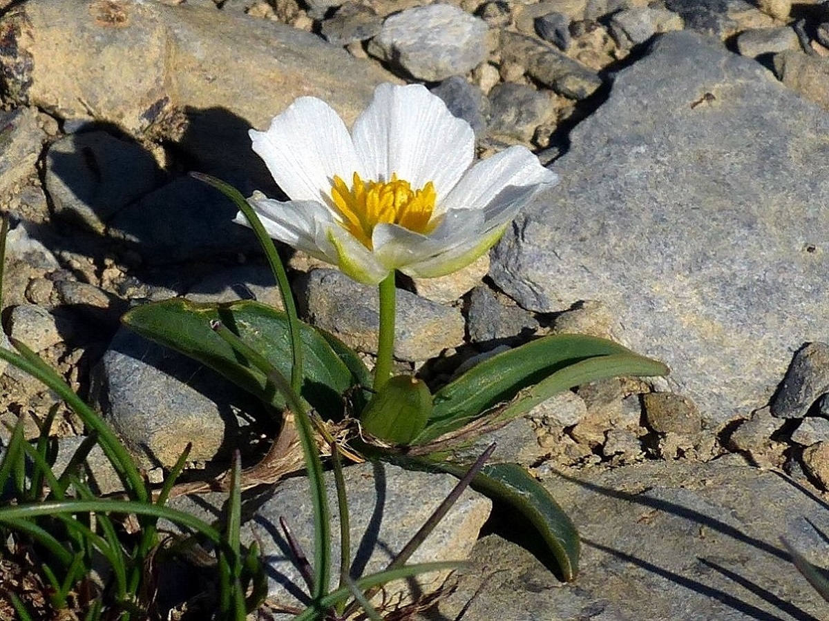 Ranunculus x villarii (Ranunculaceae)